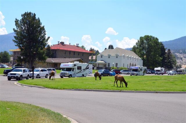 Elk hanging out in 'downtown' Mammoth (1)