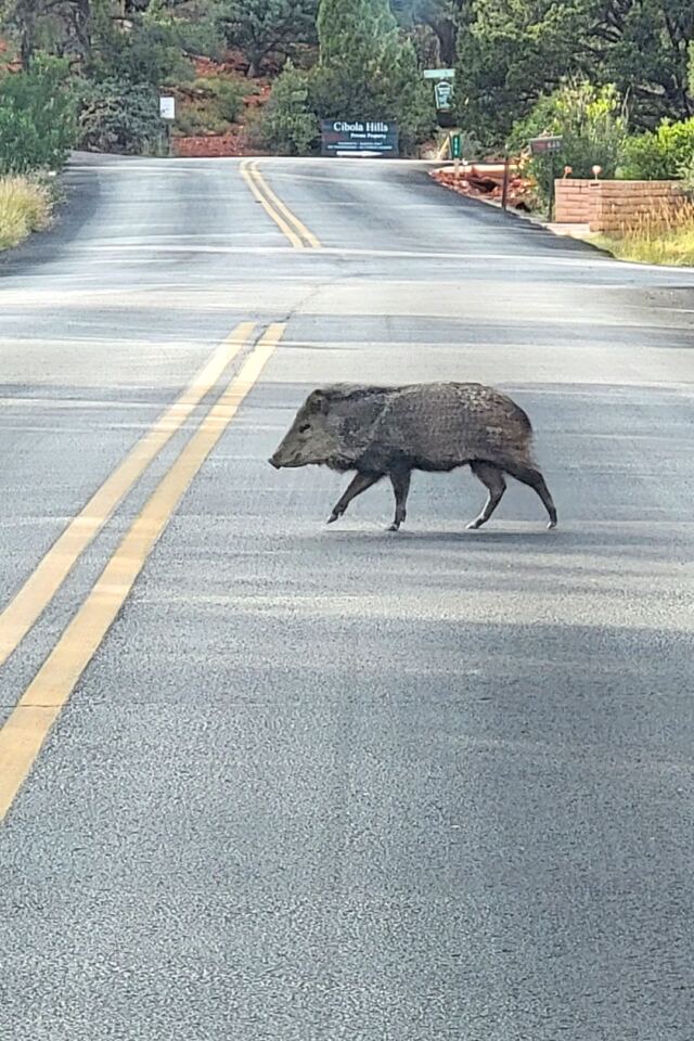 Javalina Crossing (3)