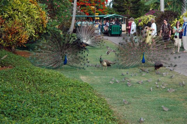 Strutting peacocks (3)