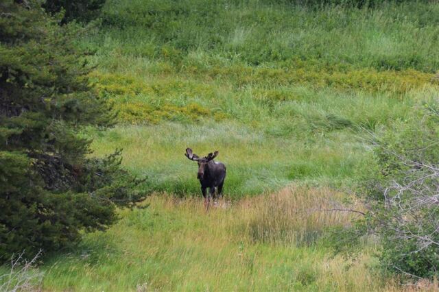 Moose (22)