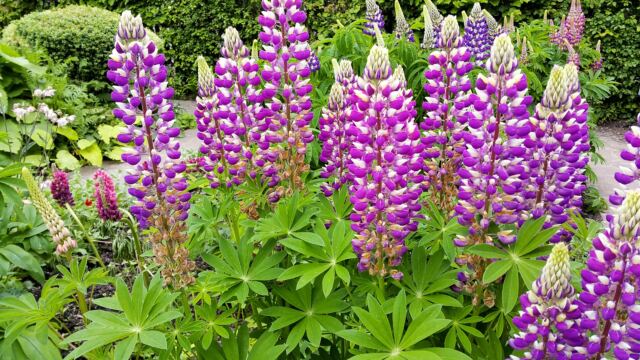 Anne Hathaway's Cottage - gardens 9