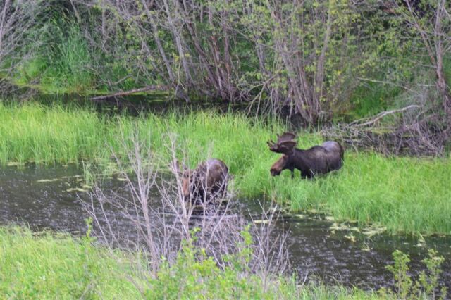 Moose (28)