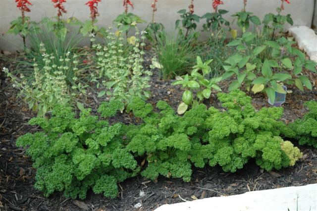 herb-garden