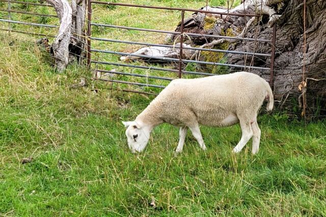 Cotswold Way sheep encounters (12)