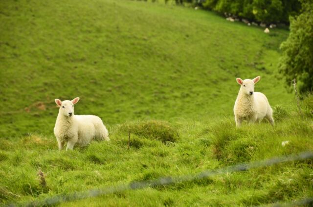 Cotswolds sheep (1)