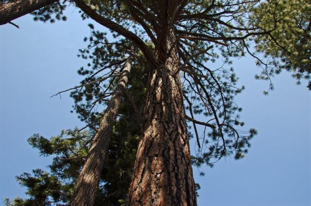 Looking up at the trees