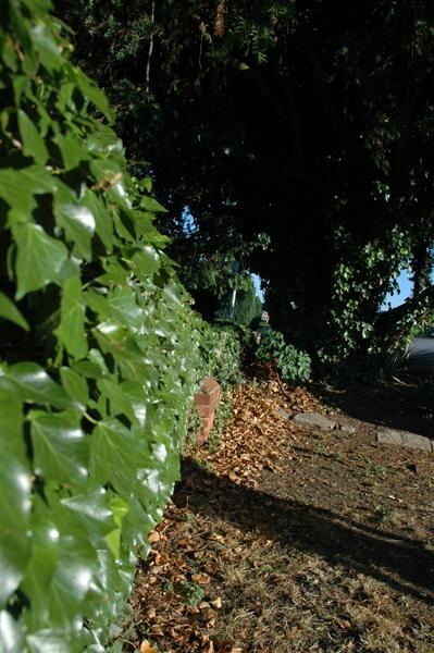 IVYWAL~1