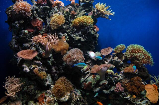 Another coral display