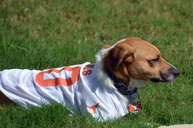 pippa-and-her-new-longhorns-jersey