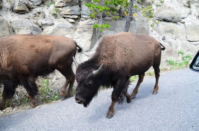 Bison Encounter (15)