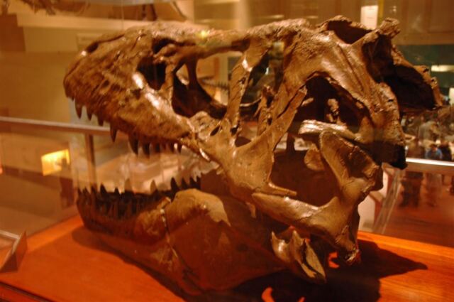 T-rex skull (1)