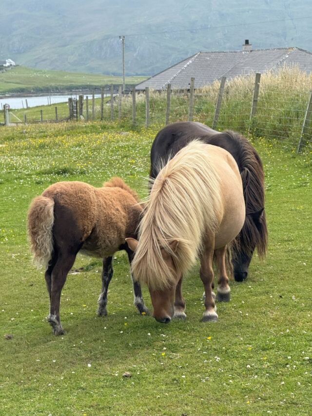 The Shetland Pony Experience 33