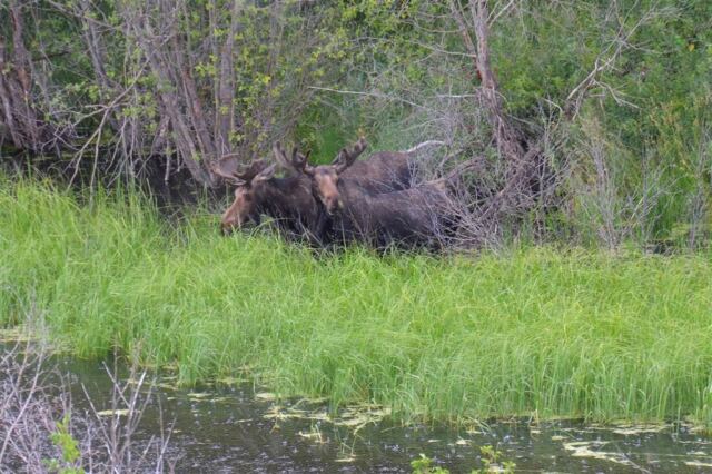 Moose (27)
