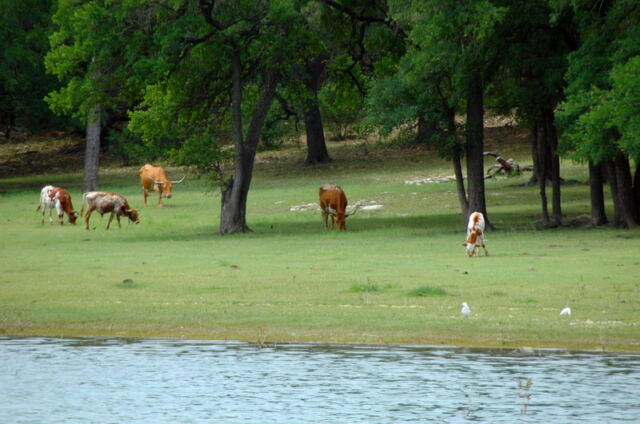 longhorns-in-the-cove-1-
