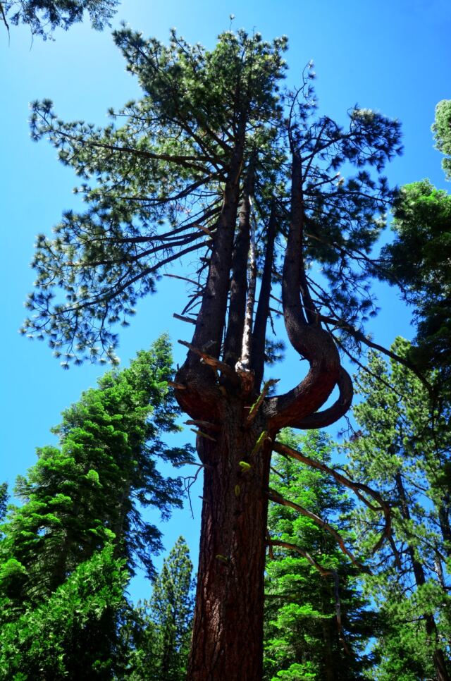 Sugar Pine Point walk 04
