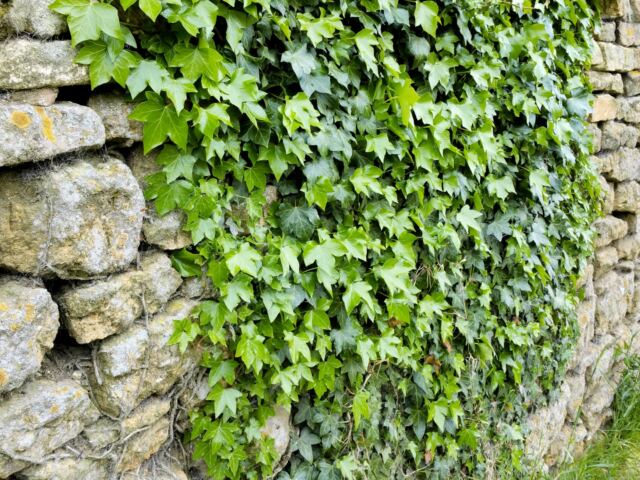 Ebrington ivy wall