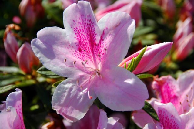 Jackson Square flowers (2)