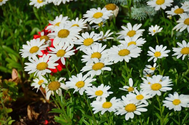Rustic Inn - flowers (1)