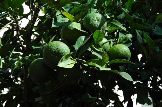 Limes (2)