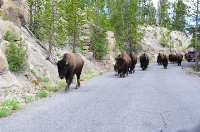 Bison Encounter (6)