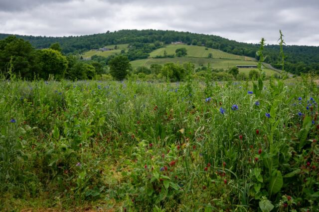 Great Country Farms - Wildflowers 7