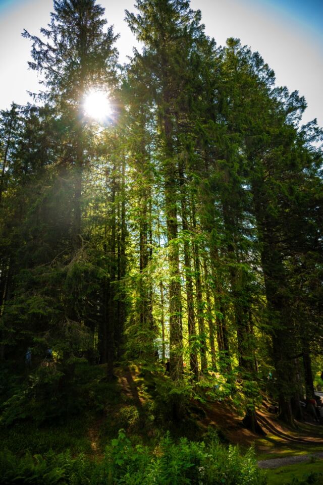 Mt Floyen magical forest 06