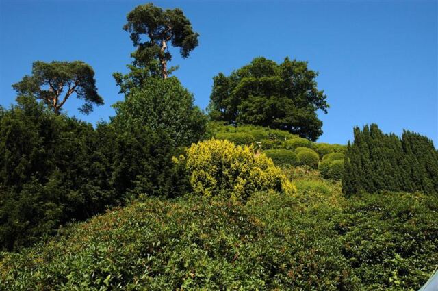 Warwick Castle - trees