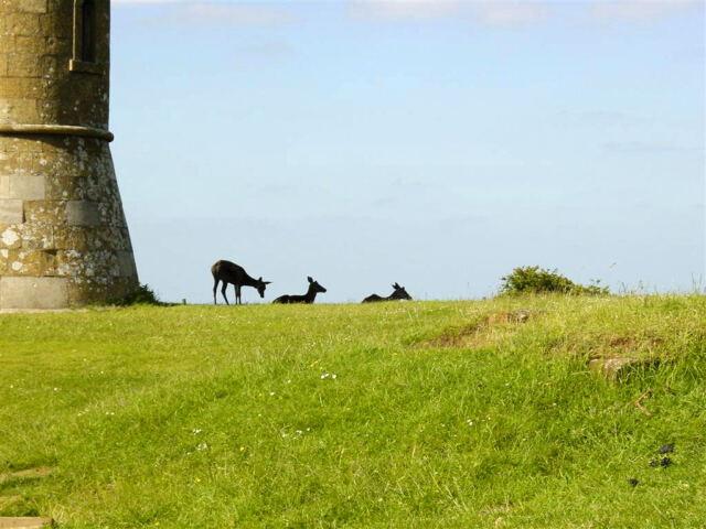 Red deer at base of Tower