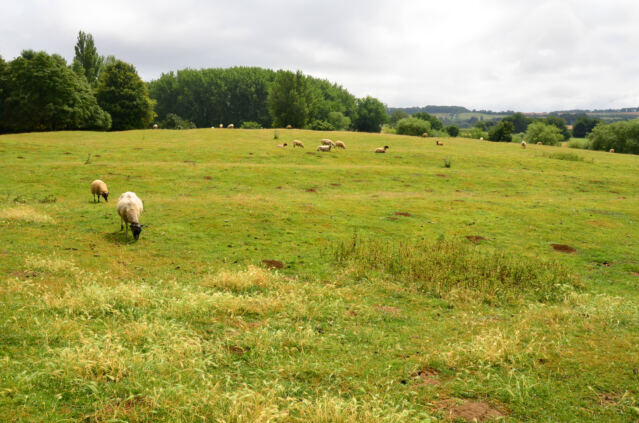 Chipping Campden sheep fields (03)