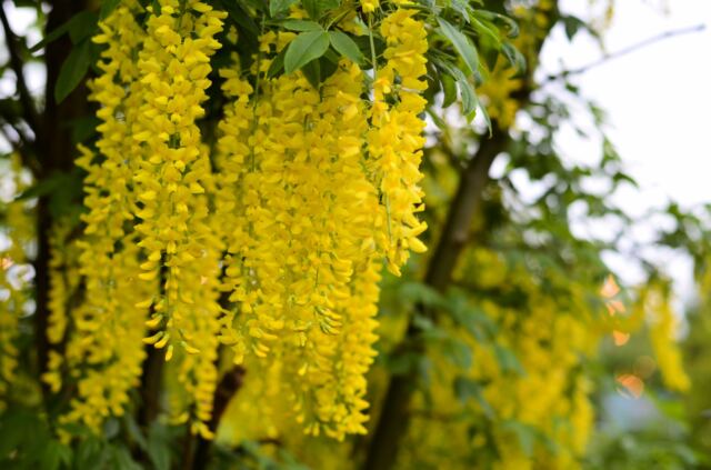 Beautiful yellow flowering trees