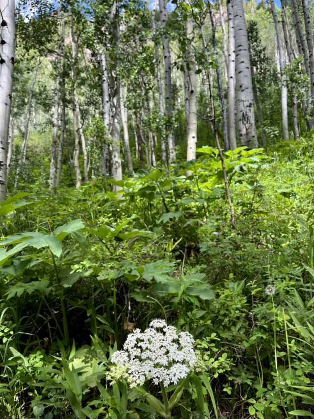 Aspens 6
