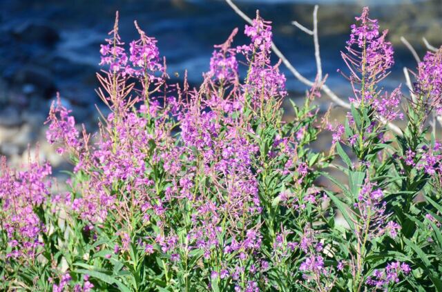 Lakeside flowers