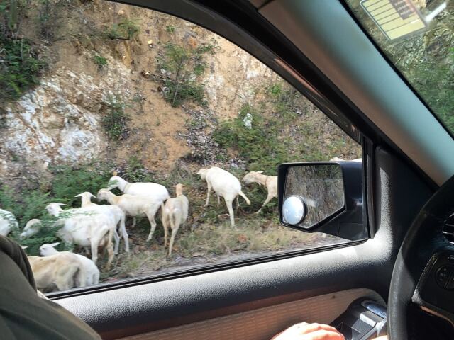 Roadside goat herds