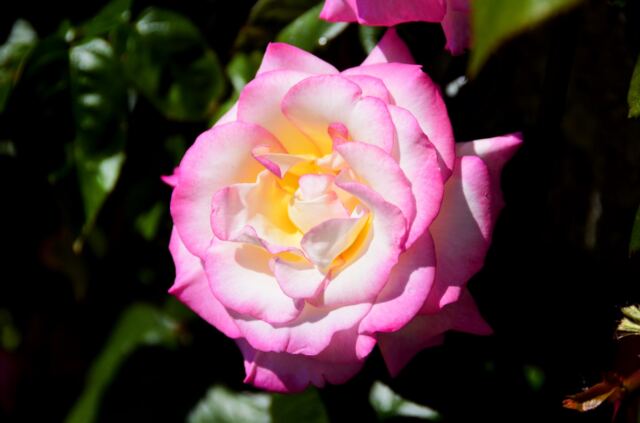 birthplace-rose