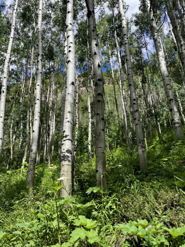 Aspens 3