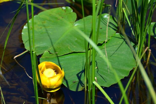 Lilypad