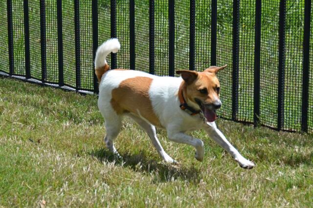pippa-running-3-