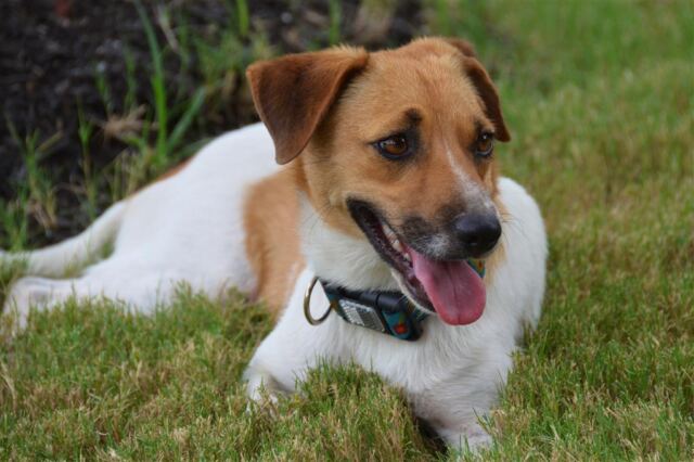 pippa-in-the-grass-1-