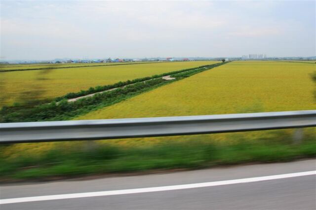 rice-fields