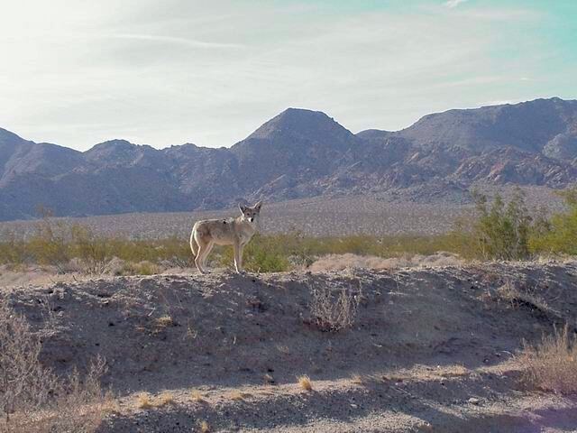 coyote-2