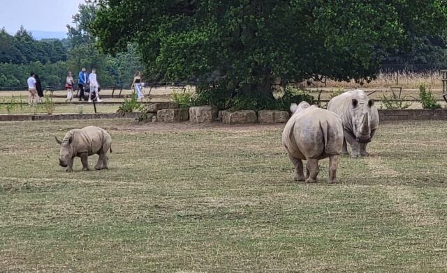 Cotswold Wildlife Park - rhinos (1)