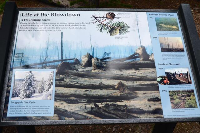 Blowdown sign