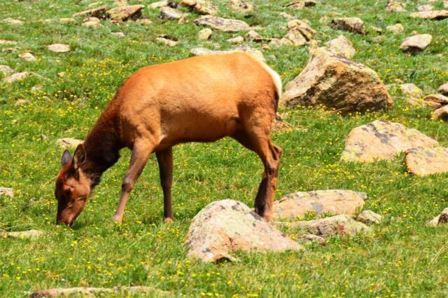 Elk cows (3)