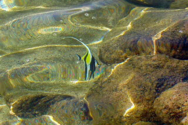 PO - Angel fish from above water