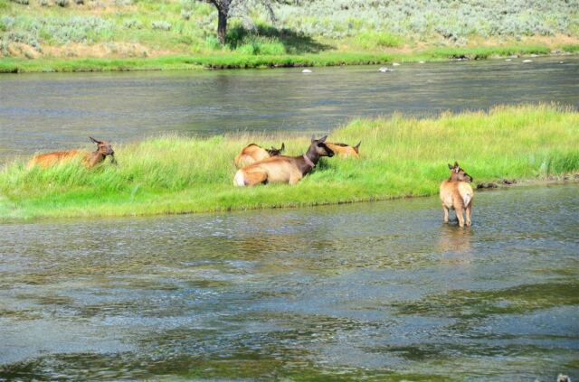Elk in the stream (4)