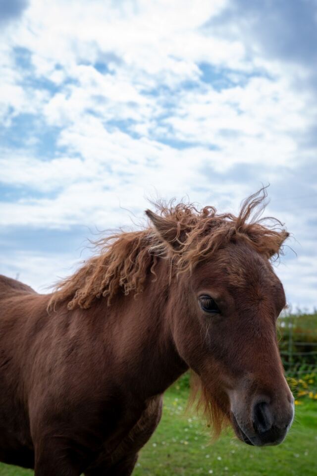The Shetland Pony Experience 37