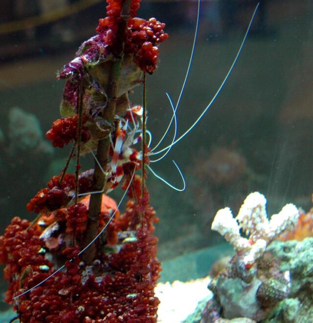 Shrimp!