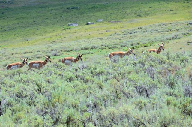 Lamar Valley Pronghorn (2)