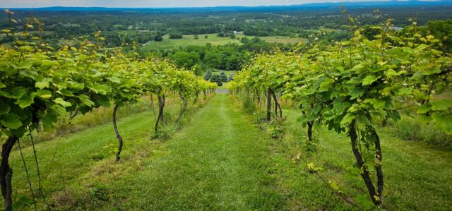 Bluemont Vineyard views 4