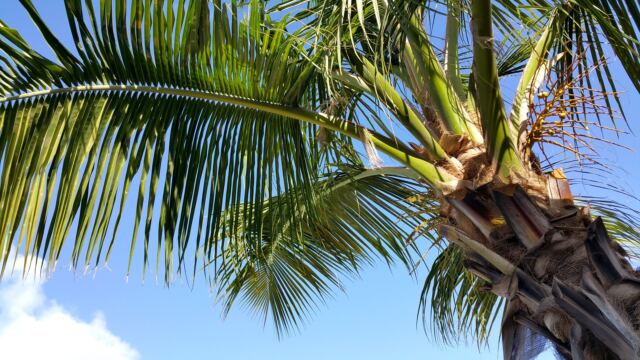 Relaxing under the Emerald Beach palms 2